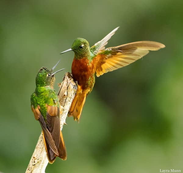 A Chestnut-breasted Coronet hummingbird in flight