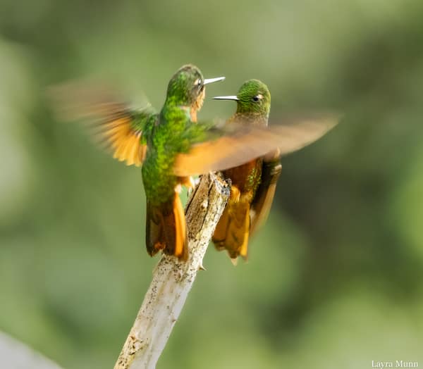 A Chestnut-breasted Coronet hummingbird perched