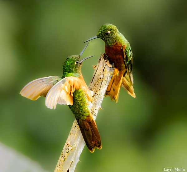 A Chestnut-breasted Coronet hummingbird feeding