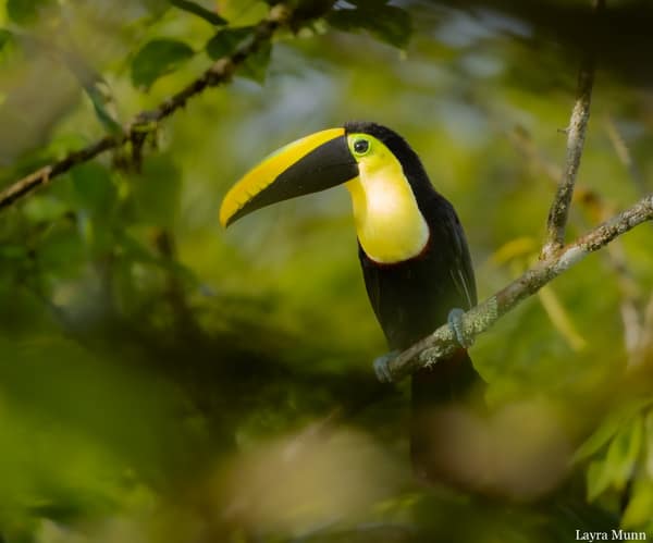 A Chocó Toucan in the cloud forest