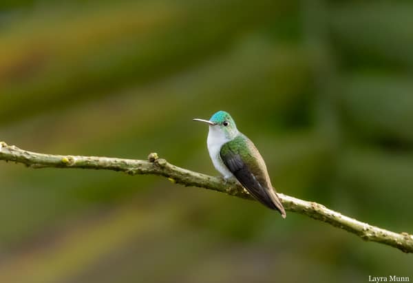 An Andean Emerald hummingbird