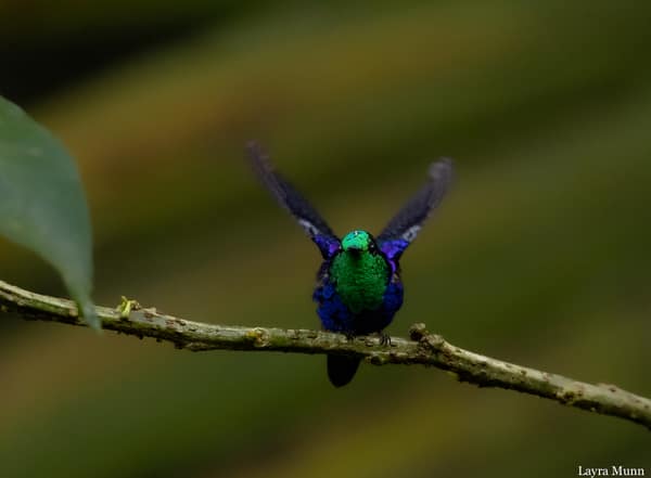 A Crowned Woodnymph hummingbird