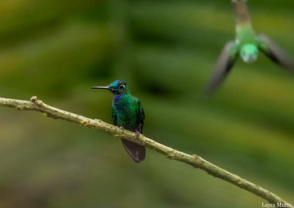 A Green-crowned Brilliant hummingbird