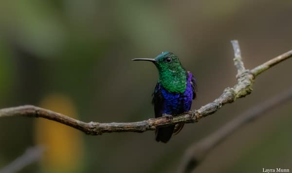 A Crowned Woodnymph hummingbird on a perch