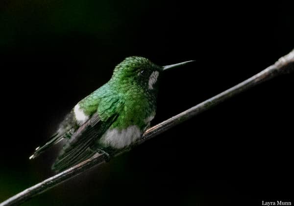 A Green Thorntail hummingbird