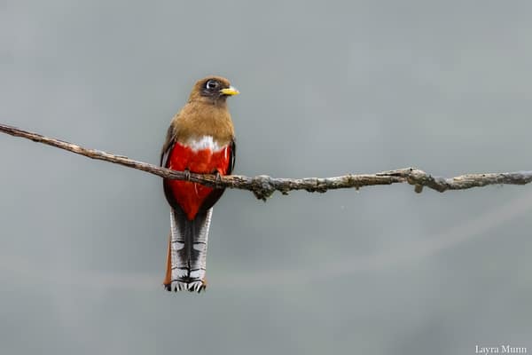 A female Collared Trogon