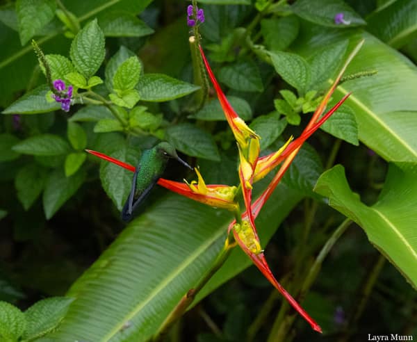 A Green-crowned Brilliant hummingbird at a flower