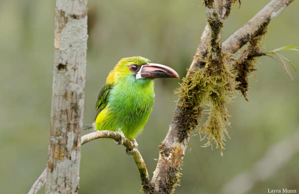 A Crimson-rumped Toucanet