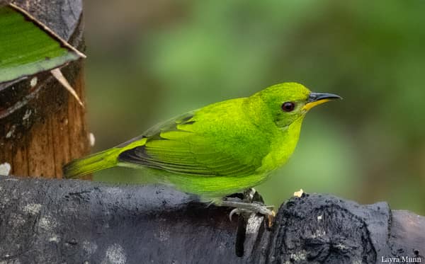 A female Green Honeycreeper