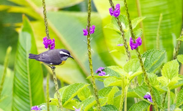 A Bananaquit feeding
