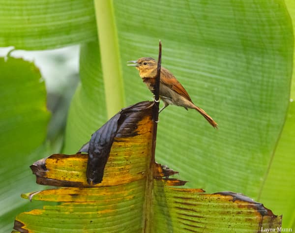 A Buff-fronted Foliage-gleaner