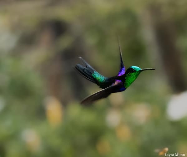 A Crowned Woodnymph hummingbird in the forest