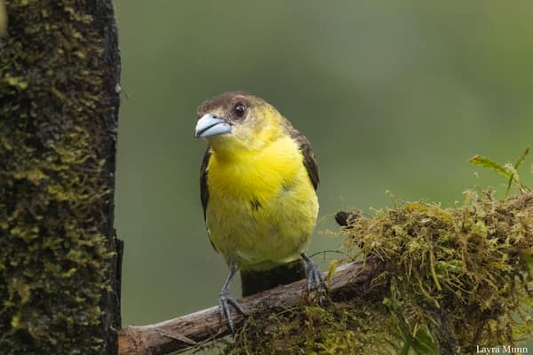 A Flame-rumped Tanager