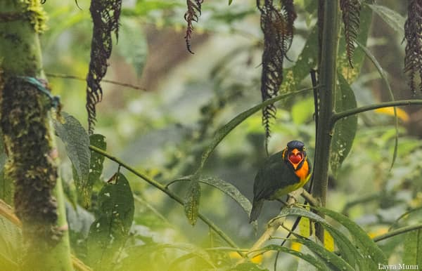 An Orange-breasted Fruiteater