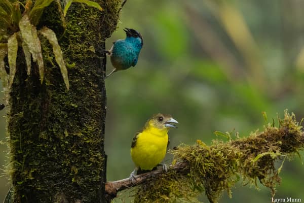 A Golden-naped Tanager and a Flame-rumped Tanager