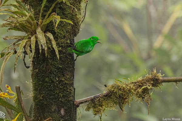 A Glistening-green Tanager