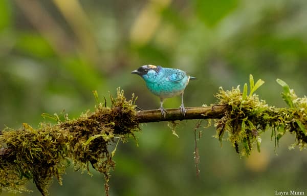 A Golden-naped Tanager on a branch