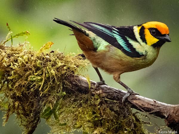 A Flame-faced Tanager