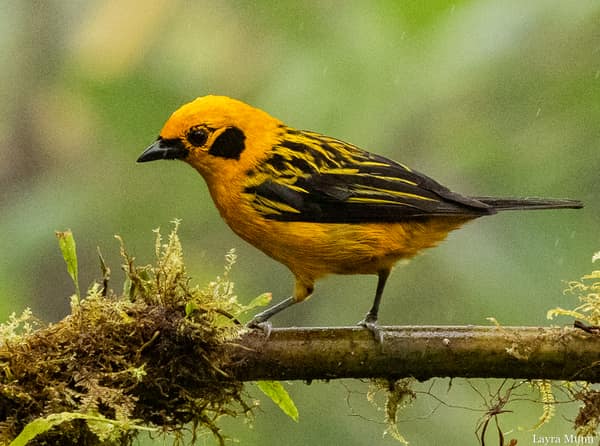 A Golden Tanager