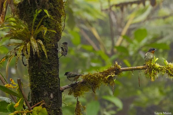 A Rufous-throated Tanager