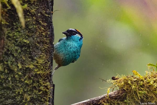 A Golden-naped Tanager