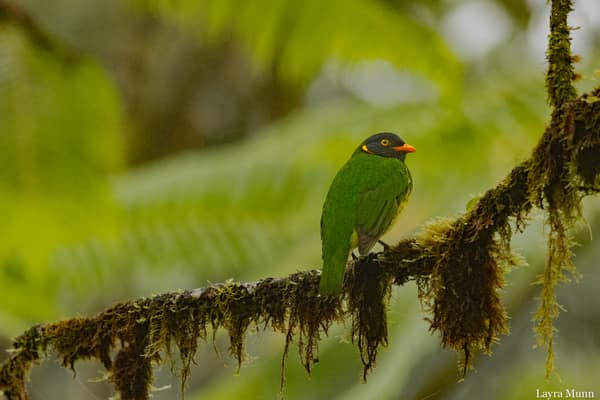An Orange-breasted Fruiteater perched