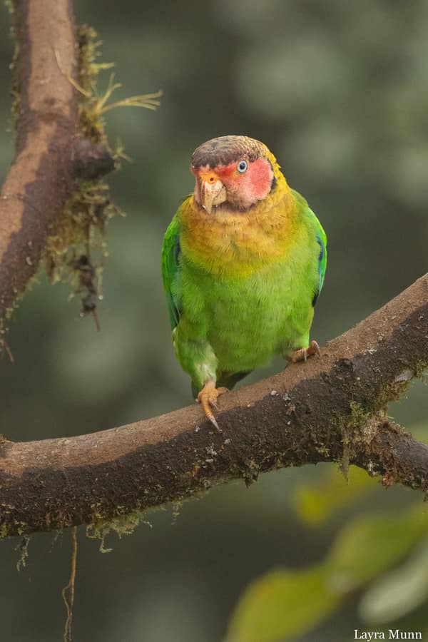 A Rose-faced Parrot
