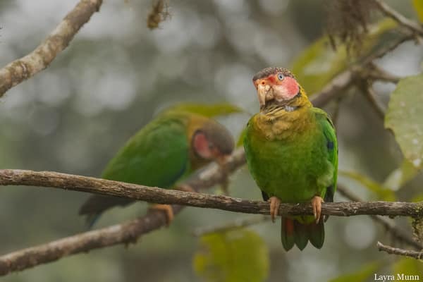 A Rose-faced Parrot in the canopy
