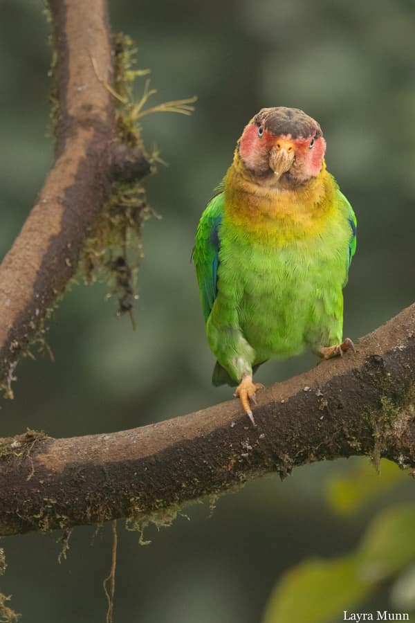 A Rose-faced Parrot perched