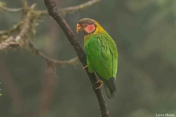 A Rose-faced Parrot among leaves