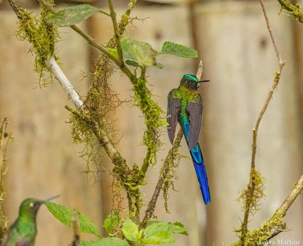 A Long-tailed Sylph hummingbird