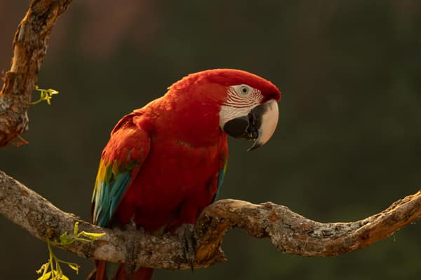 Red-and-Green Macaw perched on a branch