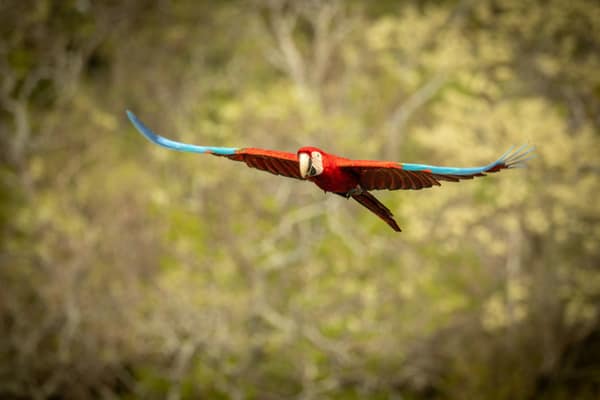 Red-and-Green Macaw in flight with wings spread
