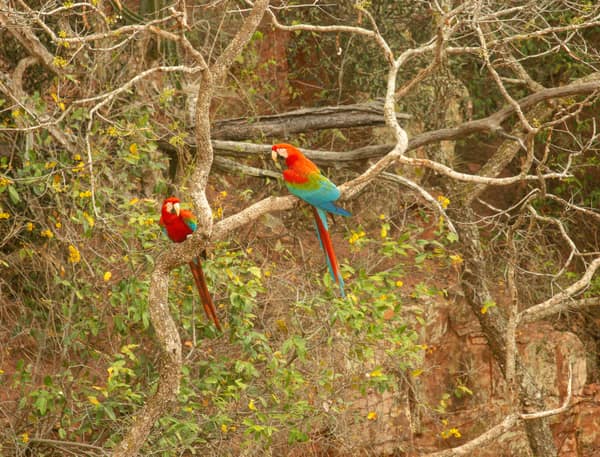 A pair of Red-and-Green Macaws perched in the trees of the Macaw Sinkhole