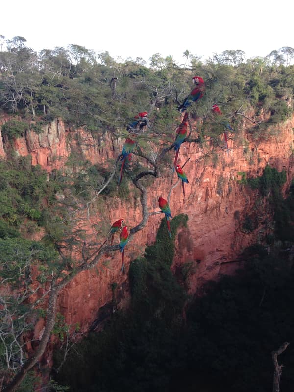 Red-and-Green Macaws gathered along the red rock walls of the Macaw Sinkhole