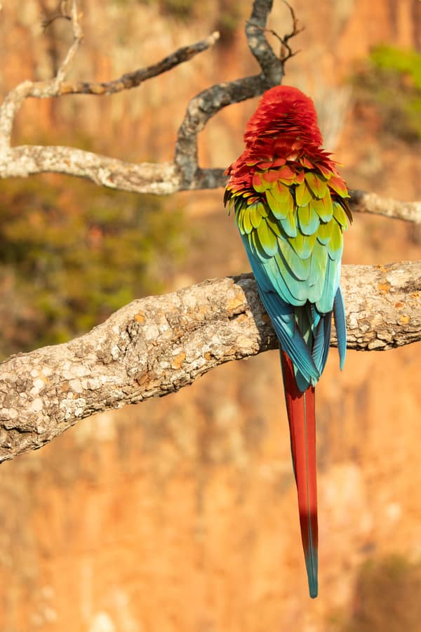 Red-and-Green Macaw seen from behind above the sinkhole, showing its long tail