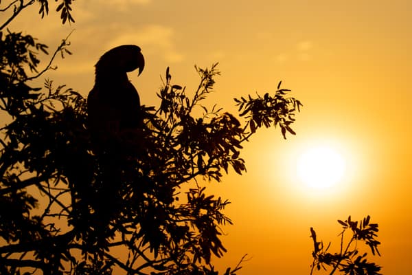 A macaw silhouetted against a golden Pantanal sunset