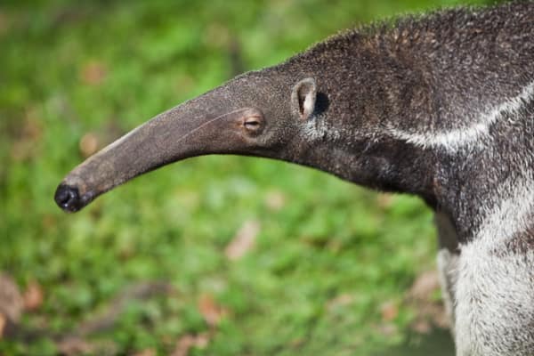 Close-up portrait of a Giant Anteater's long snout
