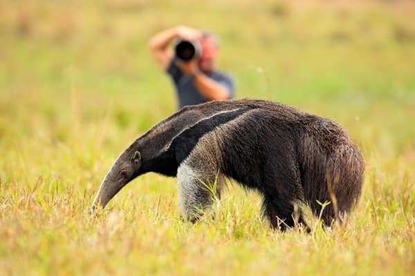 A photographer shooting a wild Giant Anteater foraging at close range