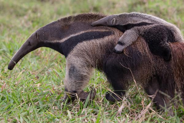 Giant Anteater mother carrying her baby on her back