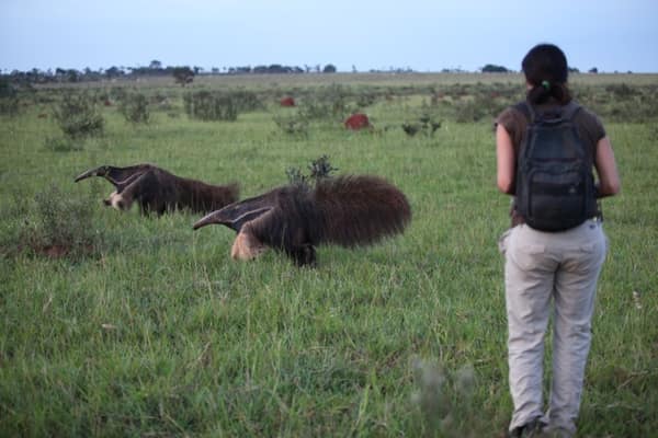 Visitor watching two Giant Anteaters at close range in the grassland