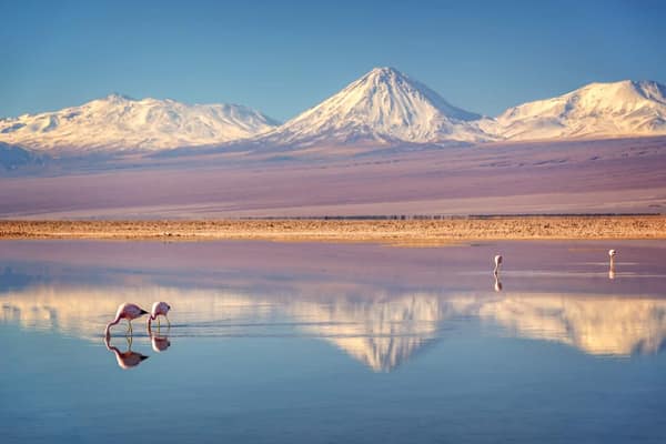 Flamingos feeding in a mirror-calm lagoon below Licancabur volcano
