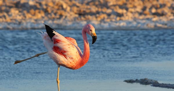 An Andean Flamingo in the shallows at golden light