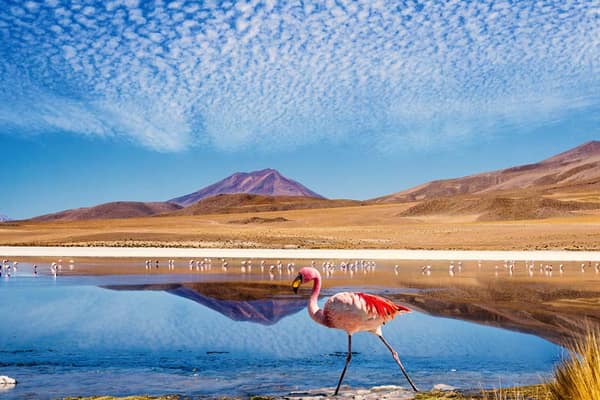 Flamingos at an altiplano lagoon beneath a volcano