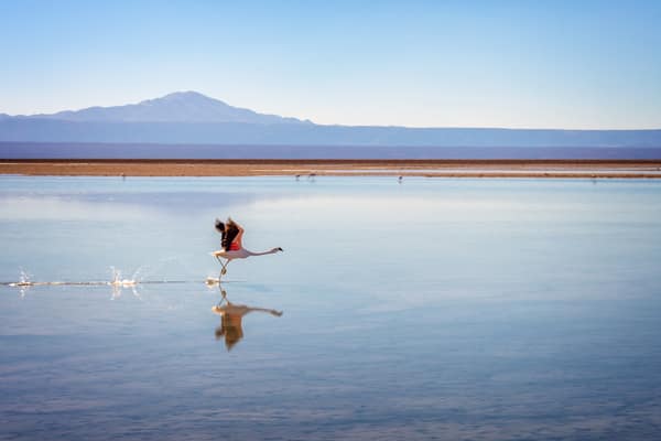 An Andean Flamingo taking flight over Laguna Chaxa