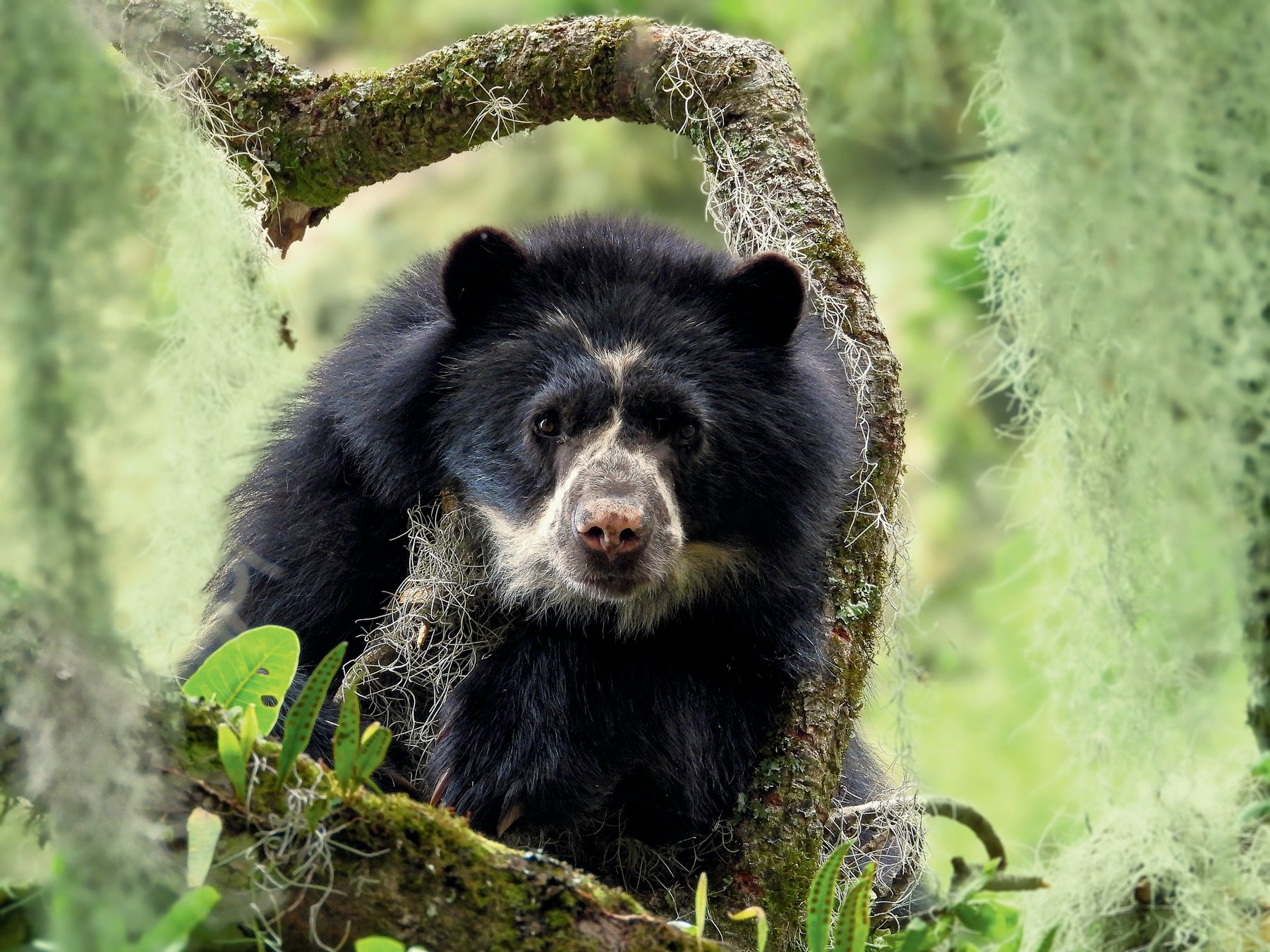 Bear Canyon: Up Close with Paddington, Northern Andes, Ecuador