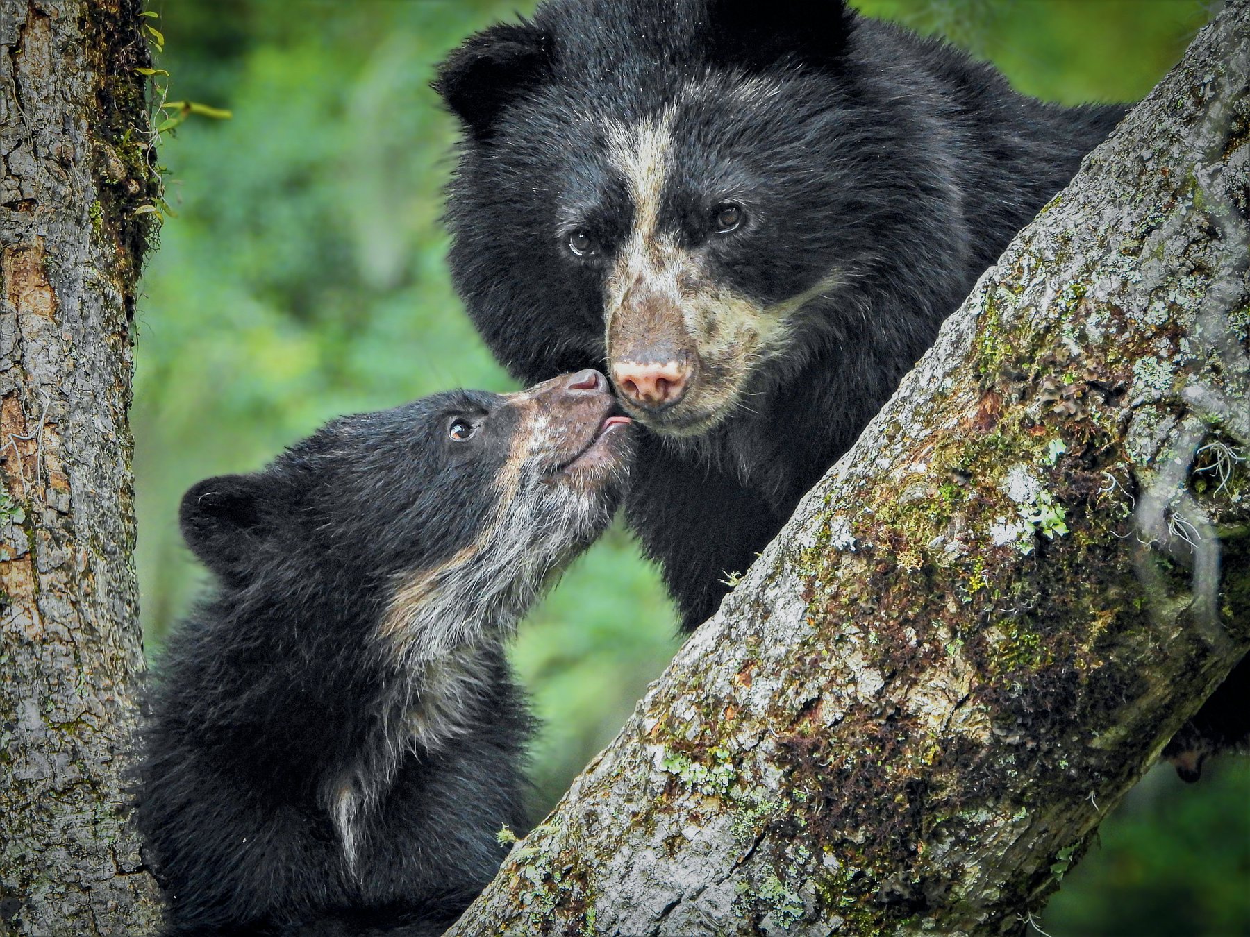 A mother spectacled bear and cub touching noses on a moss-covered branch