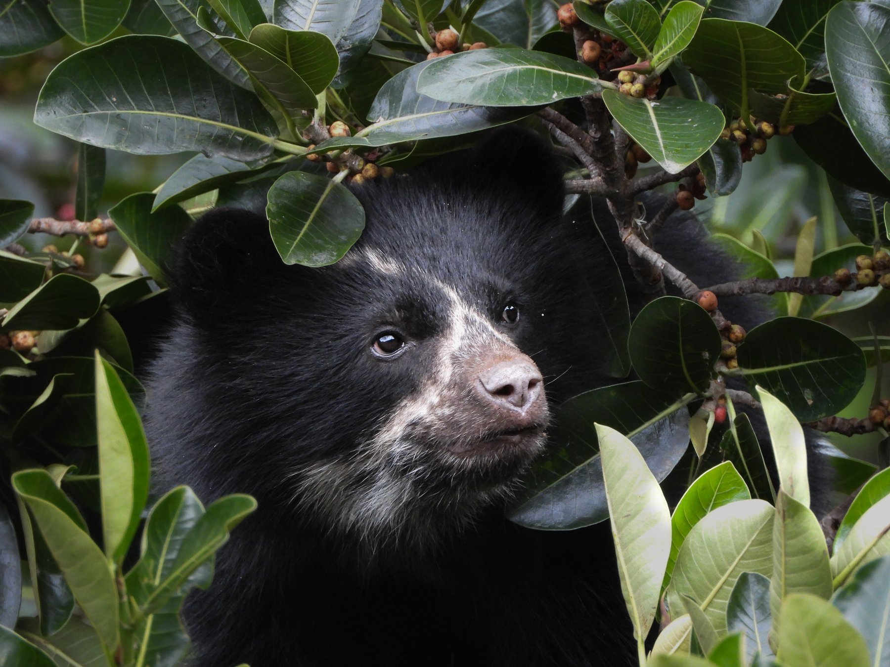 A spectacled bear peeking through wild fig leaves in the Andean cloud forest