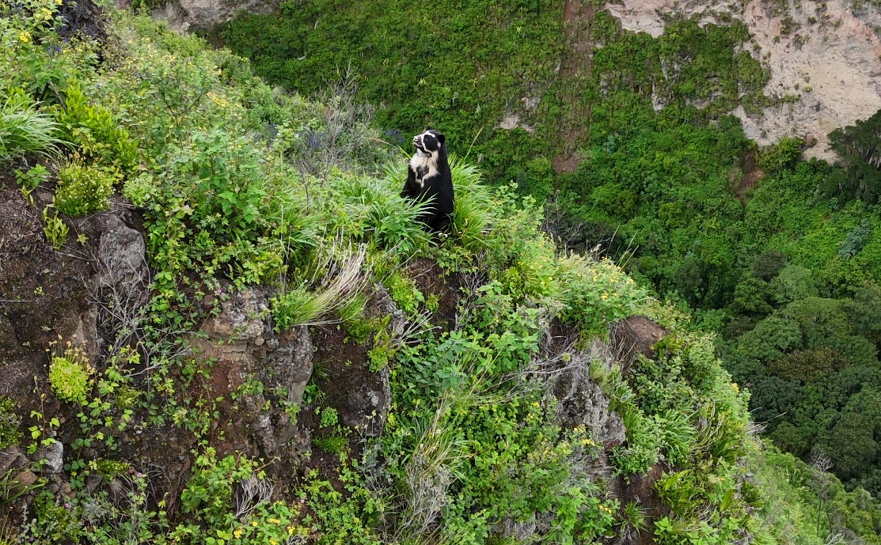 A spectacled bear on a steep moss-covered hillside above the deep Andean canyon