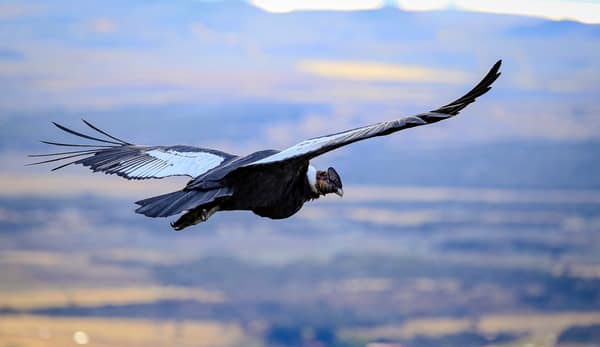 An Andean Condor soaring with wings fully spread